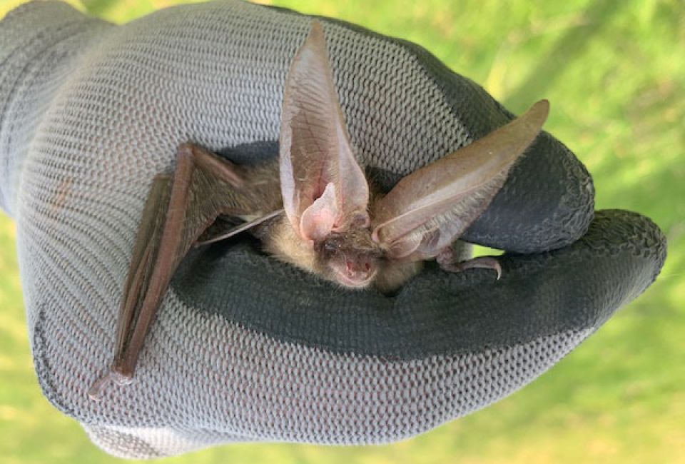 Bats