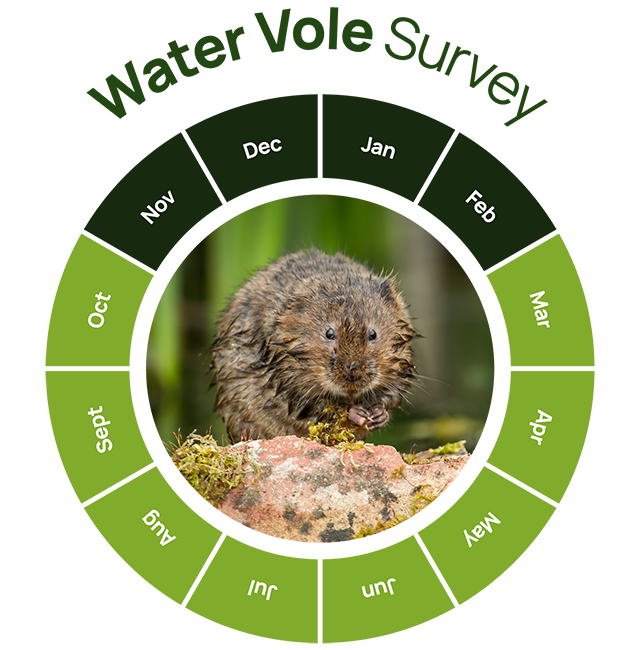 Water Vole Survey graphic
