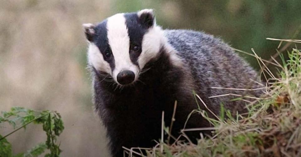 Badger
