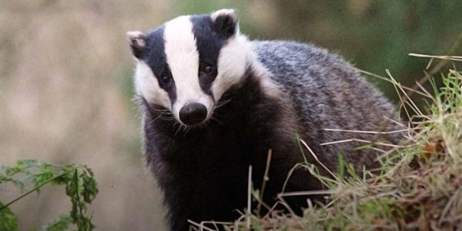 badger