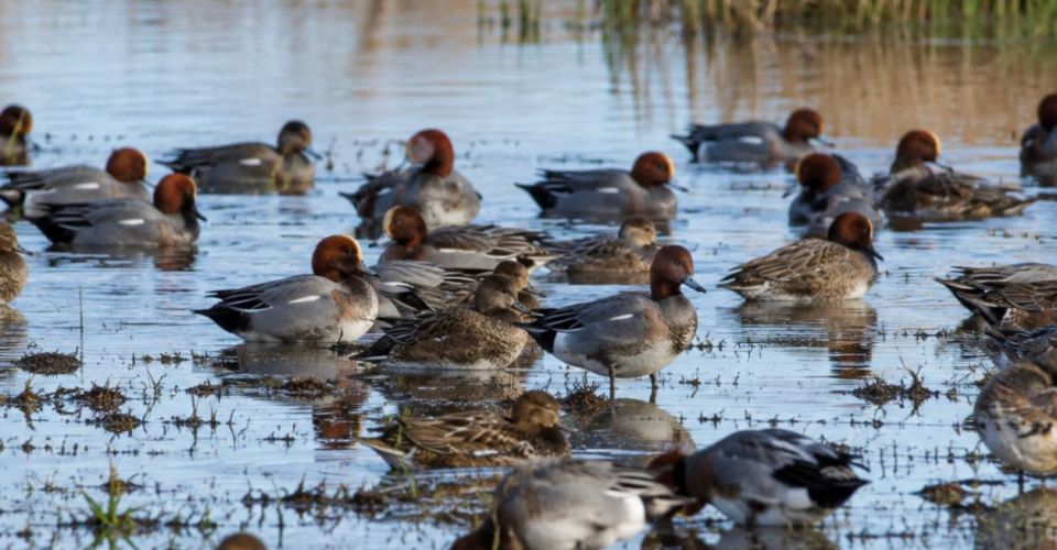 Wintering and Migratory Bird Surveys