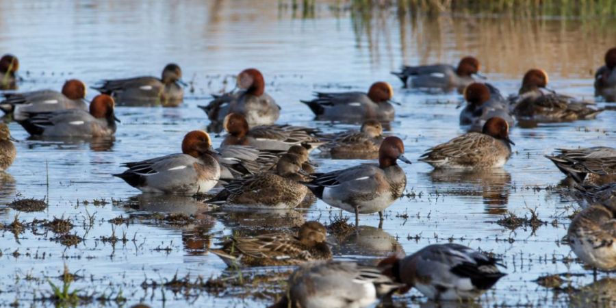 Wintering and Migratory Bird Surveys