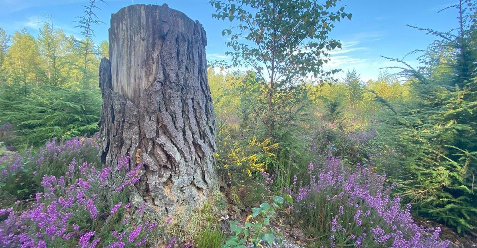 pretty stump of a tree