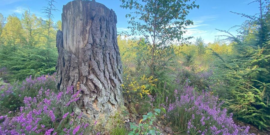 pretty stump of a tree