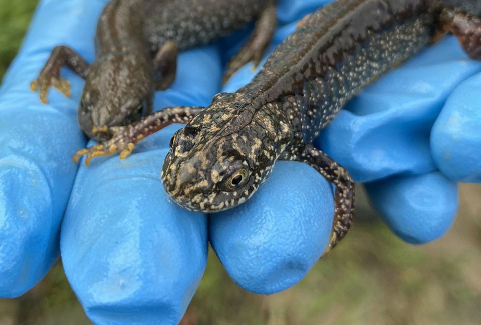 Great Crested Newt