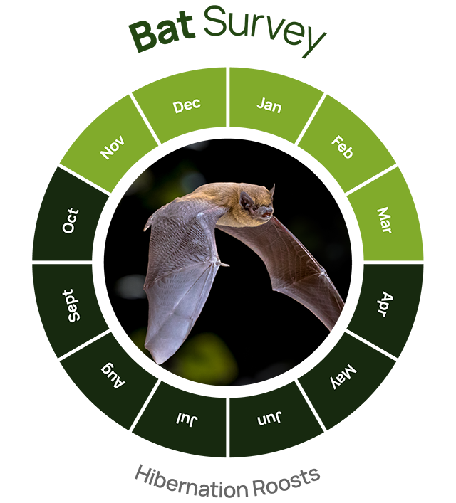 bat survey hibernation