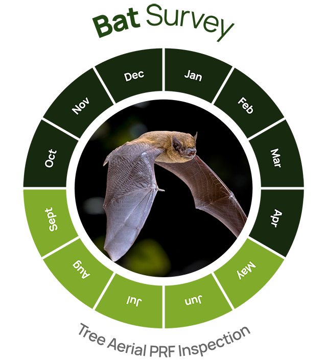 bat survey tree aerial