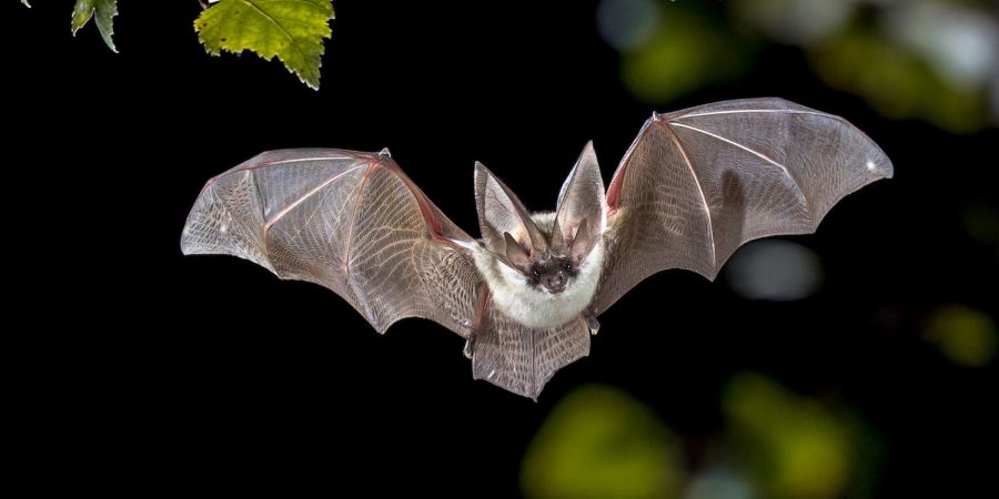 bat flying