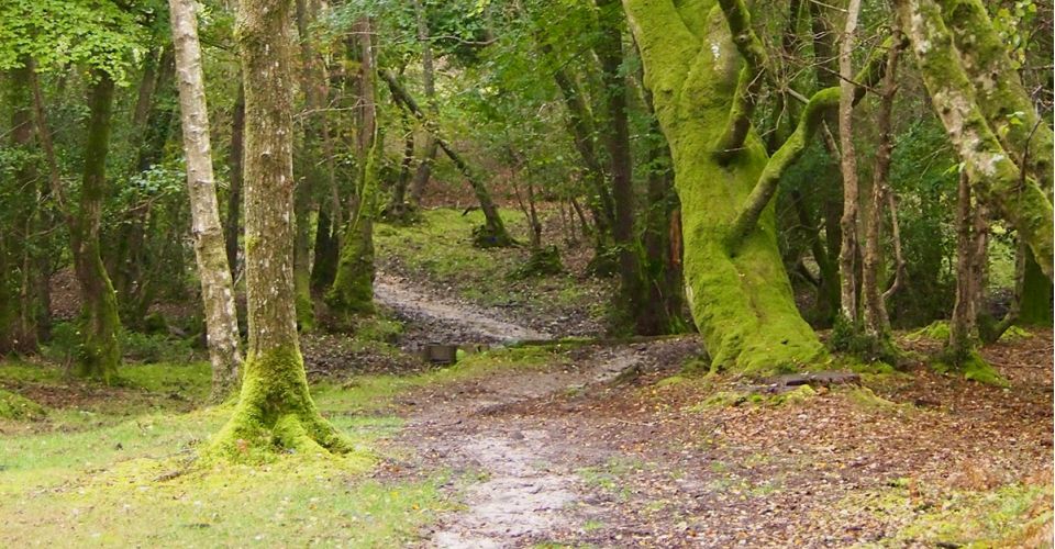 Elmshott woodland