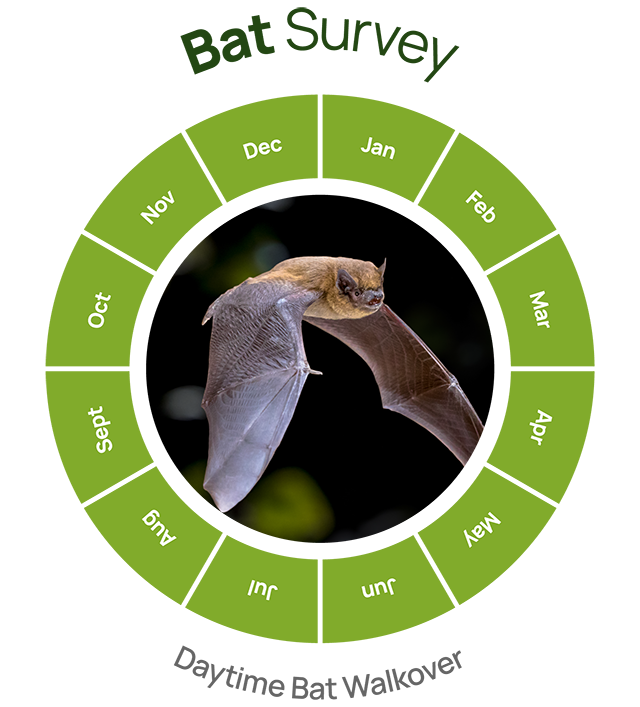 bat survey daytime