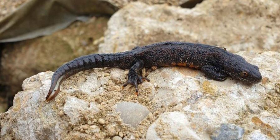 Great Crested Newt