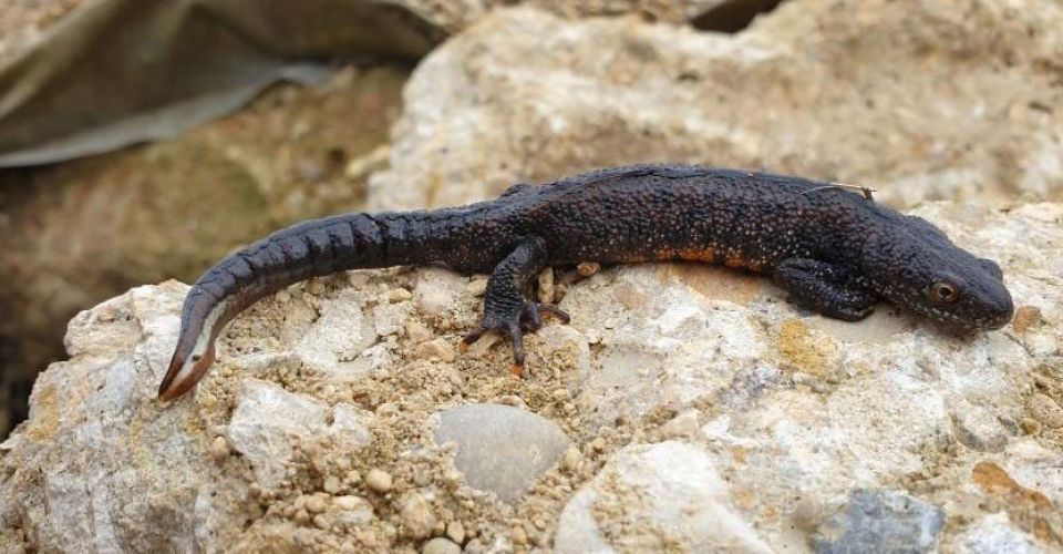 Great Crested Newt
