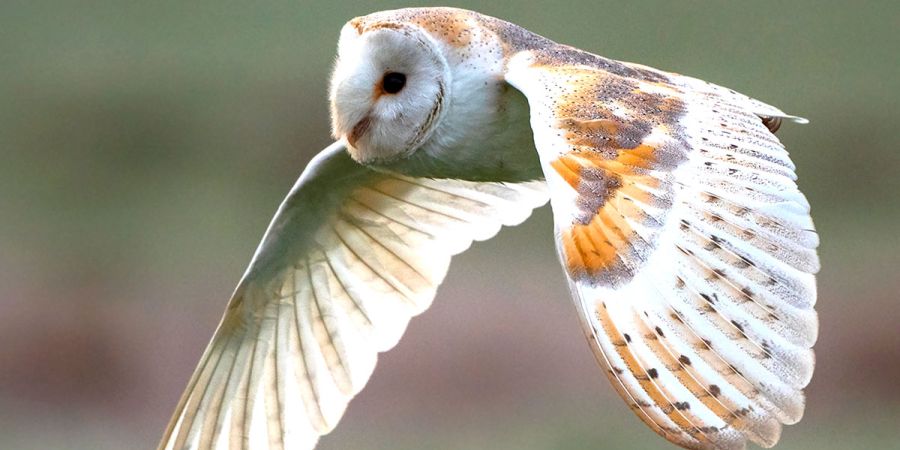 owl flying