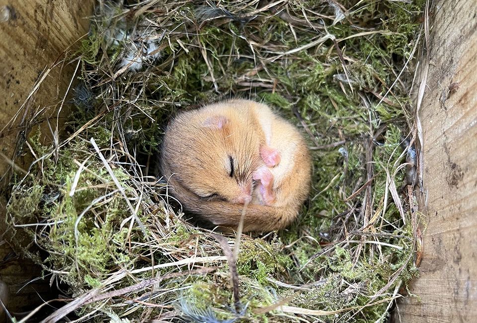 Hazel Dormouse