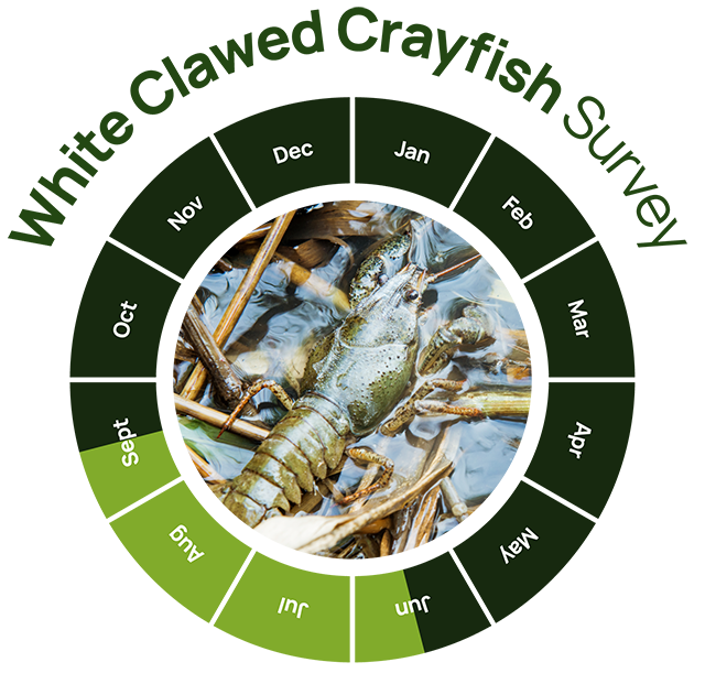 white-clayfish-survey