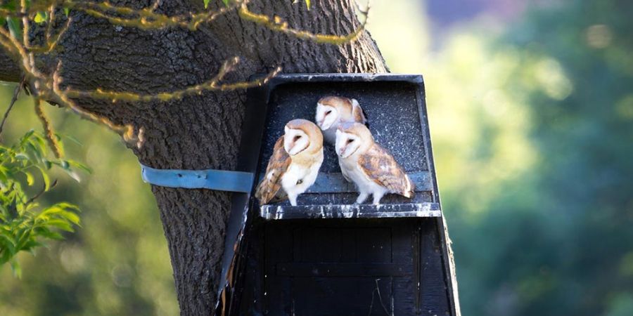 a group of barn owls on a  tree