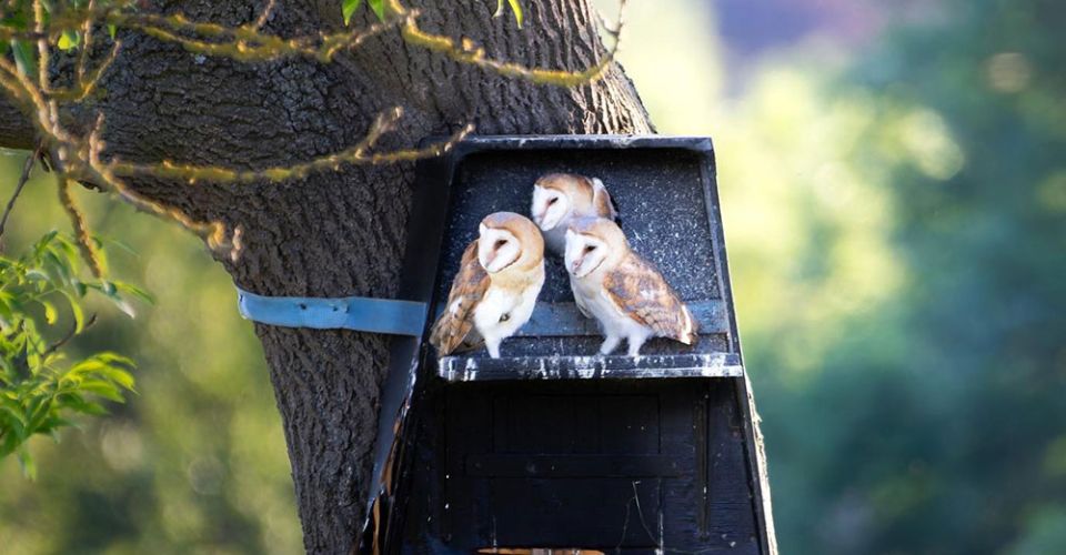 a group of barn owls on a  tree