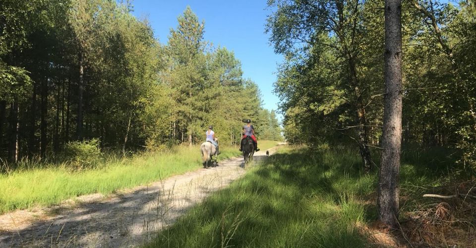 2 people on horseback travel through wooded area