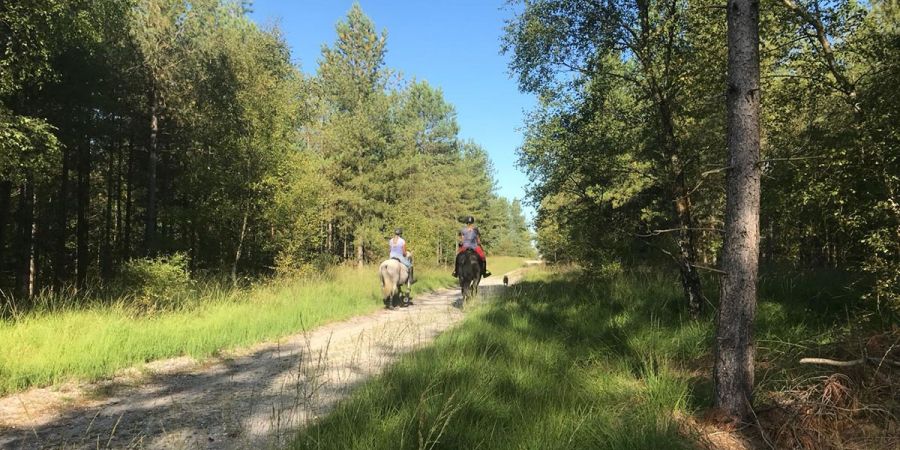 2 people on horseback travel through wooded area