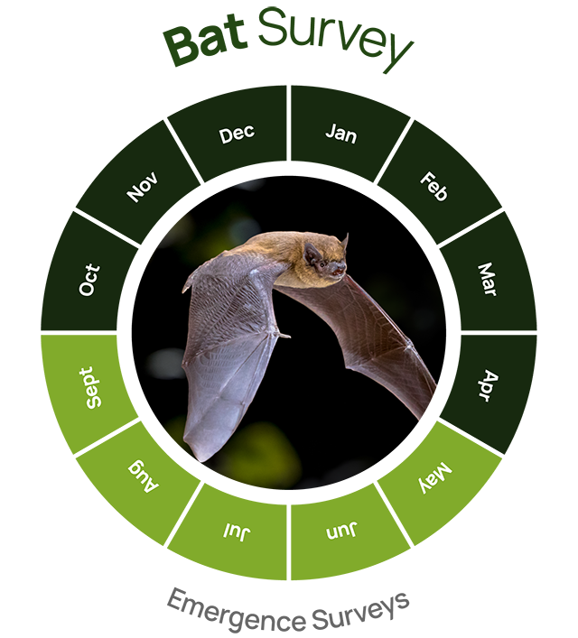 bat survey emergence