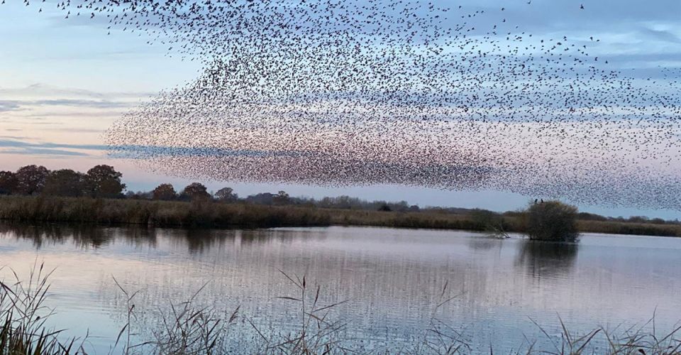 birds fly over lake