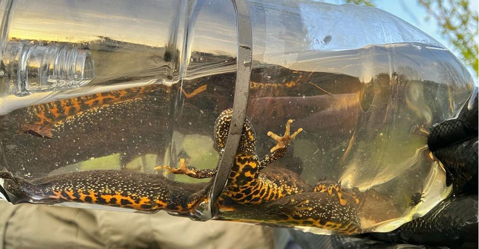newt in bottle
