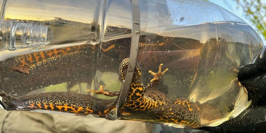 newt in bottle
