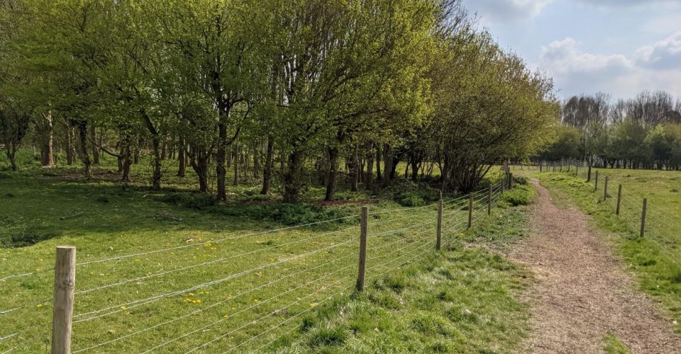 path near wooded area