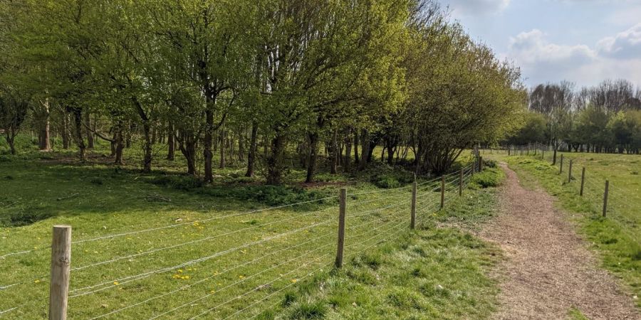 path near wooded area