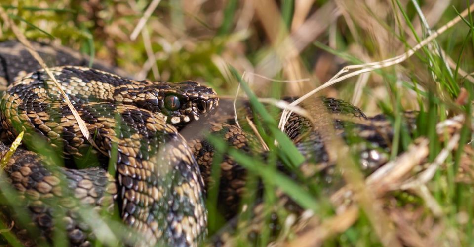Image of snake in the grass