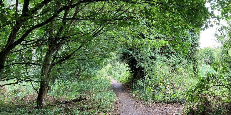 walking path through woods