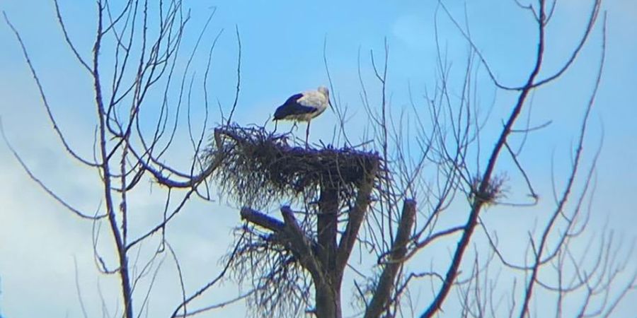 bird in nest on tall tree