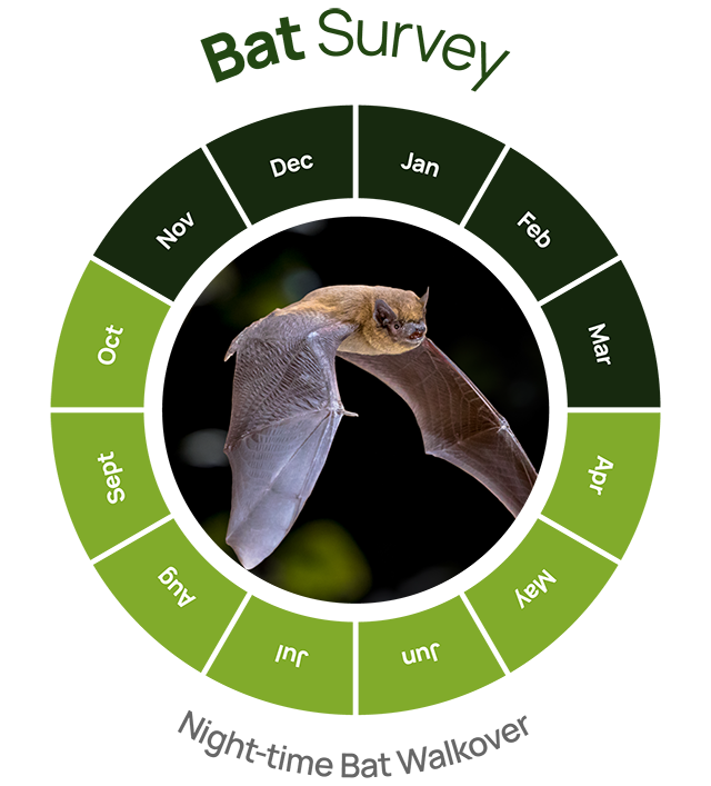 bat survey nightime